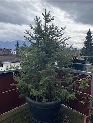 Lebendiger Christbaum (Fichte)