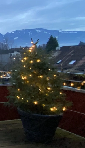 Lebendiger Christbaum (Fichte) Bild 2